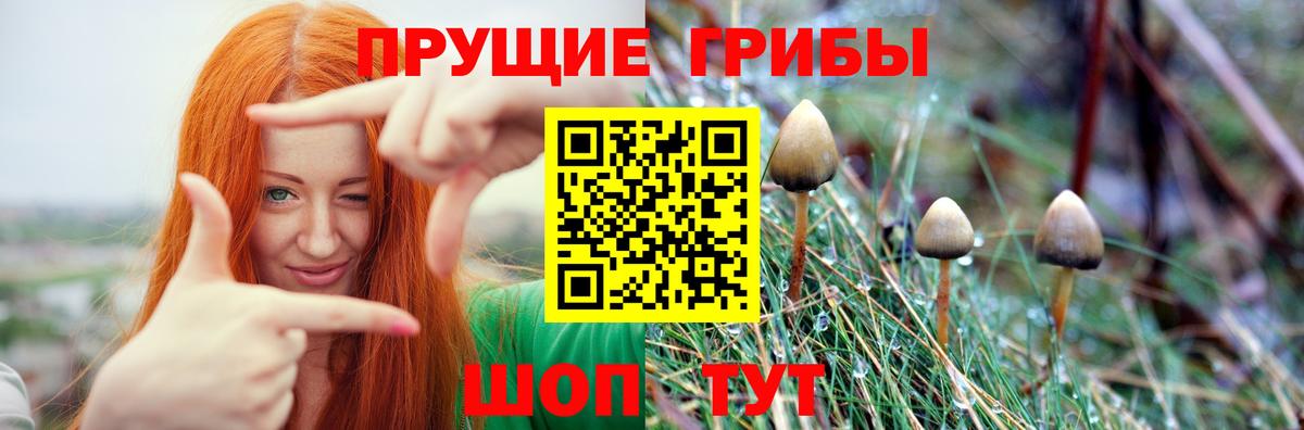 Псилоцибиновые грибы мицелий Урус-Мартан